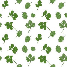 Cilantro seamless pattern