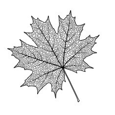 Maple Leaf N19