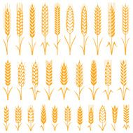 Wheat N4