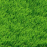 Background of Green Grass