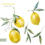 Lemon Pattern N4