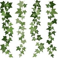 ivy vine