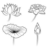 Floral Water Lily Elements for design