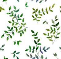 Leaves N29