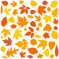 autumn leaves N43