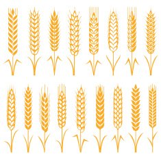 Wheat N3