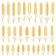 Wheat N4
