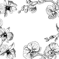 Orchids frame