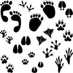 pug marks