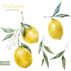 Lemon Pattern N4
