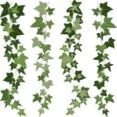 ivy vine