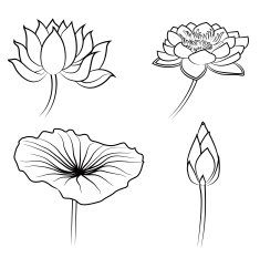 Floral Water Lily Elements for design