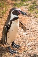 a photo of Penguin in zoo