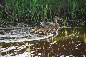duck chicks ducklings family