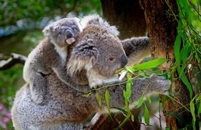 fluffy koala animal mammals australian