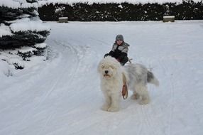 winter slide dog and boy