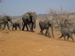 Photo of elephants walking in a desert