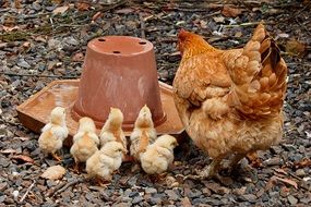 Family of poultry chickens on a farm