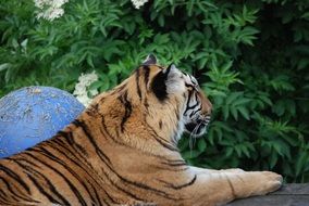 tiger resting among nature