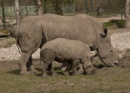 mother rhino with a baby in the meadow