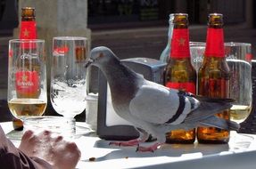 A bird on a table among glasses and bottles