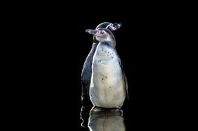 two penguins with mirror image