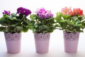 primroses vulgaris hybrid