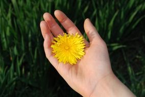 yellow flower in the palm of your hand