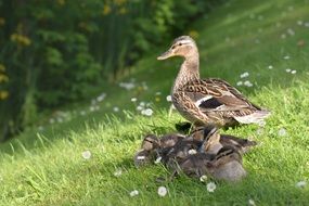 a photo of ducks family