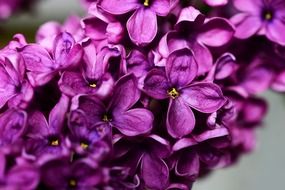 syringa vulgaris purple lilac macro photo