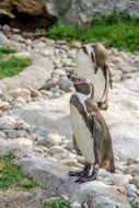 Two penguins in the zoo