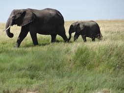 elephant and baby elephant