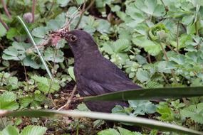 blackbird collecting nesting material
