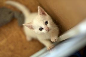 Kitten of the solid white cat