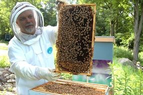 Frame of the beekeeper with honeycombs