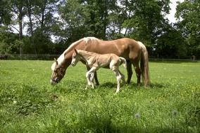 Haflinger is a breed of horse in Austria