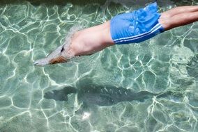 man in blue shorts dives in clear water