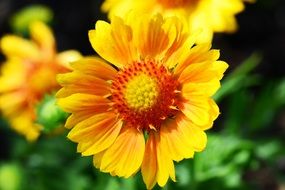 gaillardia yellow flower close-up on blurred background