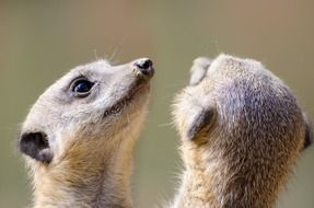 meerkat face close-up on blurred background