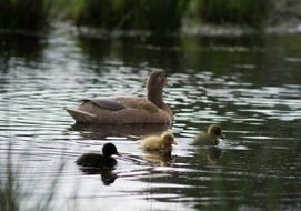 insanely beautiful ducks family