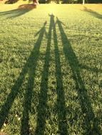 shadows grasses