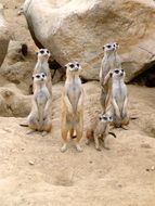 meerkats at rocks in zoo