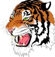 sumatran tiger head with sharp teath, drawing