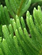 Needles on the green branches