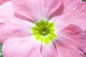 primroses hybrid
