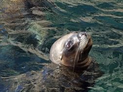 sea lion in the pool