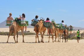 camel tourists in the desert