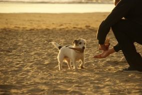 cute puppy performs host commands on the beach