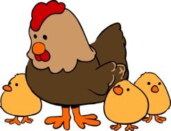 Chicken family clipart