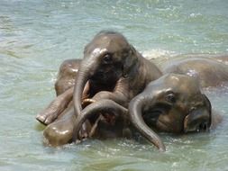 baby elephants playing in the water